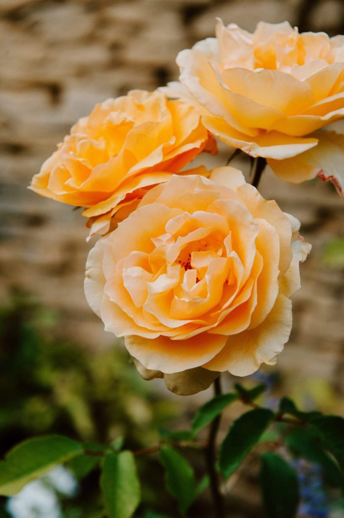 Vue des roses du château de Canon en Normandie