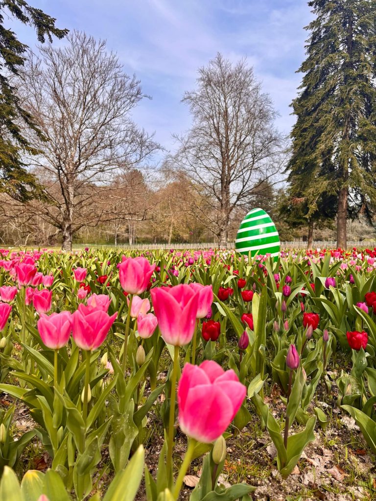 La floraison des tulipes au château de Cheverny