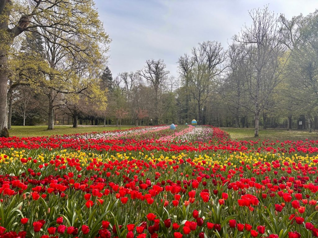 La floraison des tulipes au château de Cheverny
