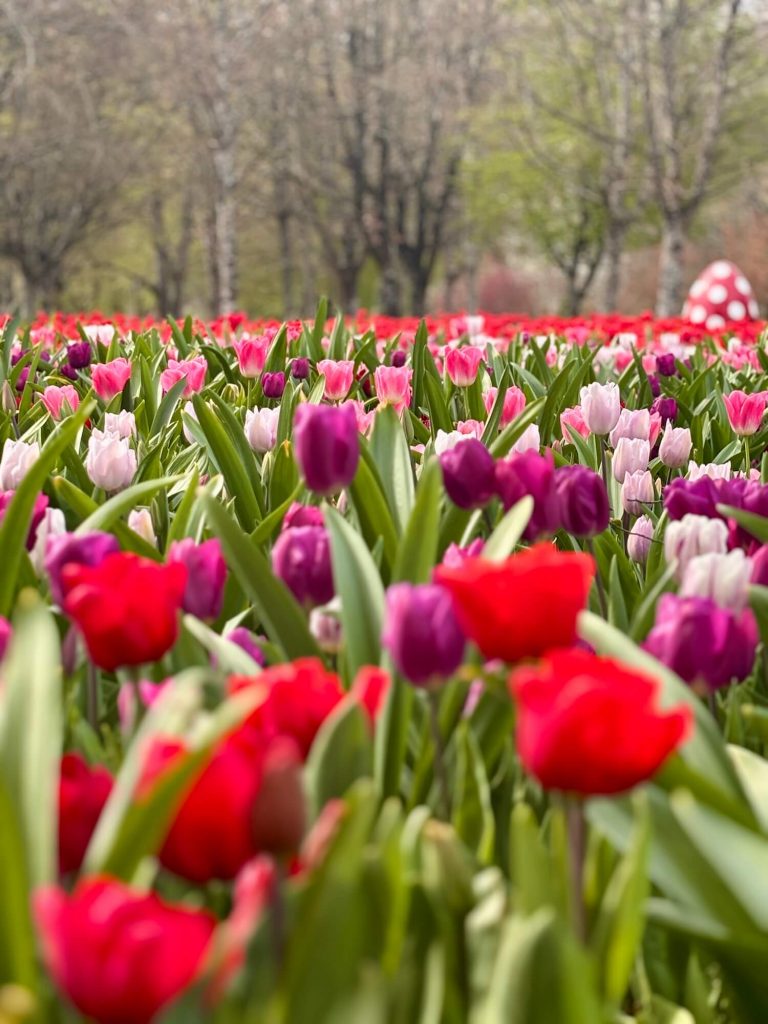 La floraison des tulipes au château de Cheverny