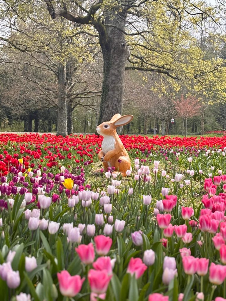 La floraison des tulipes au château de Cheverny