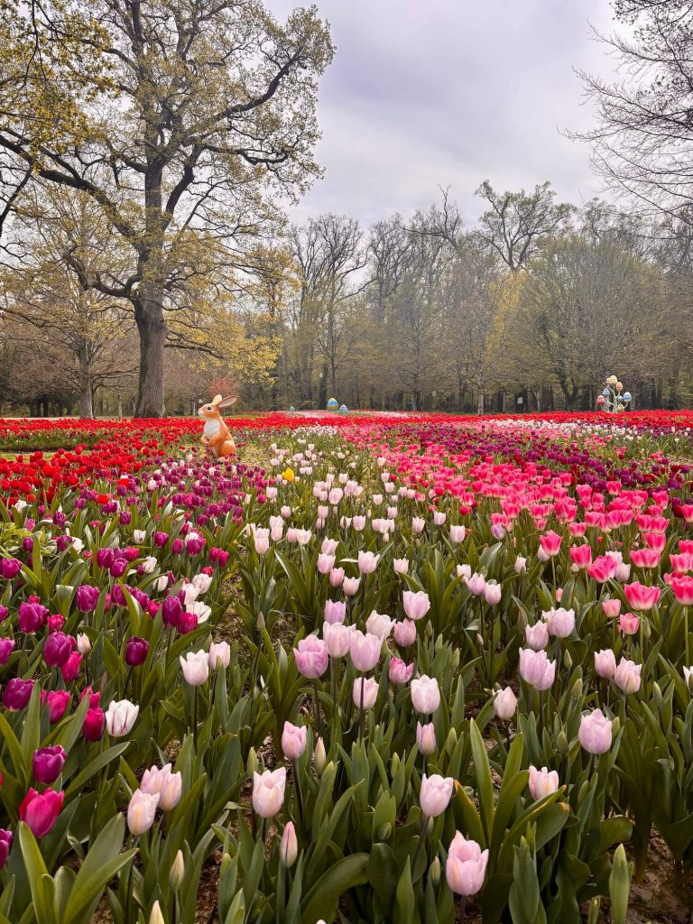 La floraison des tulipes au château de Cheverny