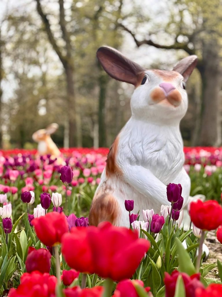 La floraison des tulipes au château de Cheverny