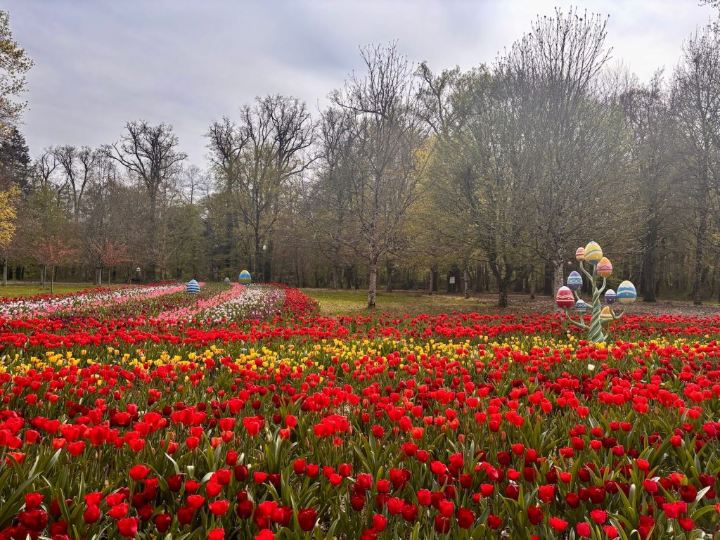 La floraison des tulipes au château de Cheverny