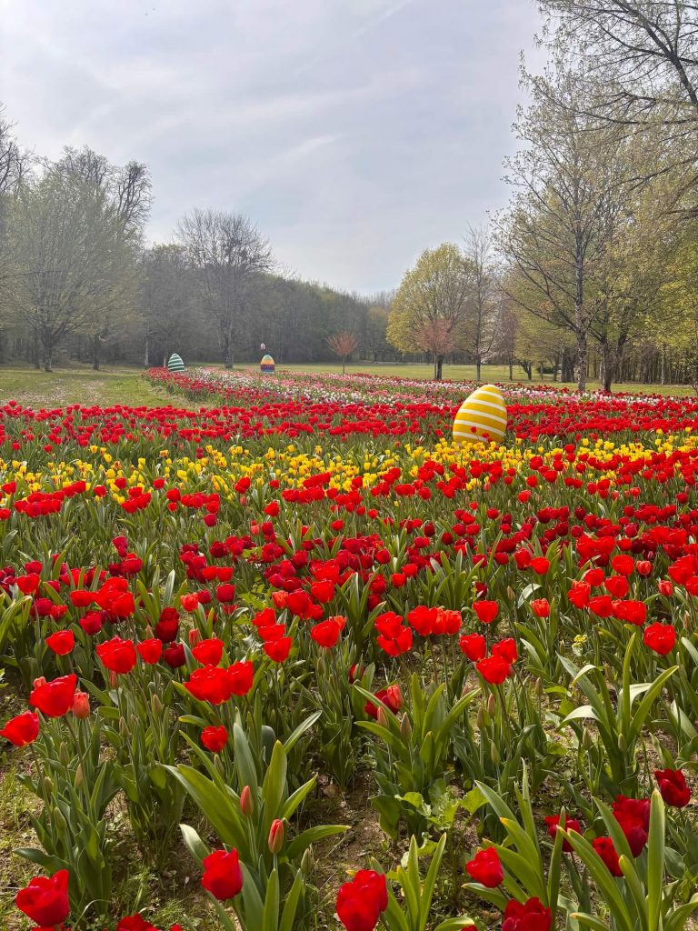 La floraison des tulipes au château de Cheverny