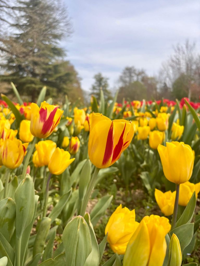 La floraison des tulipes au château de Cheverny