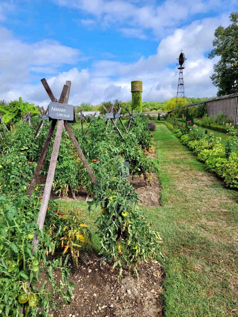 Conservatoire national de la tomate