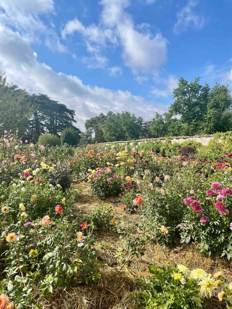 Le jardin Dahliacolor