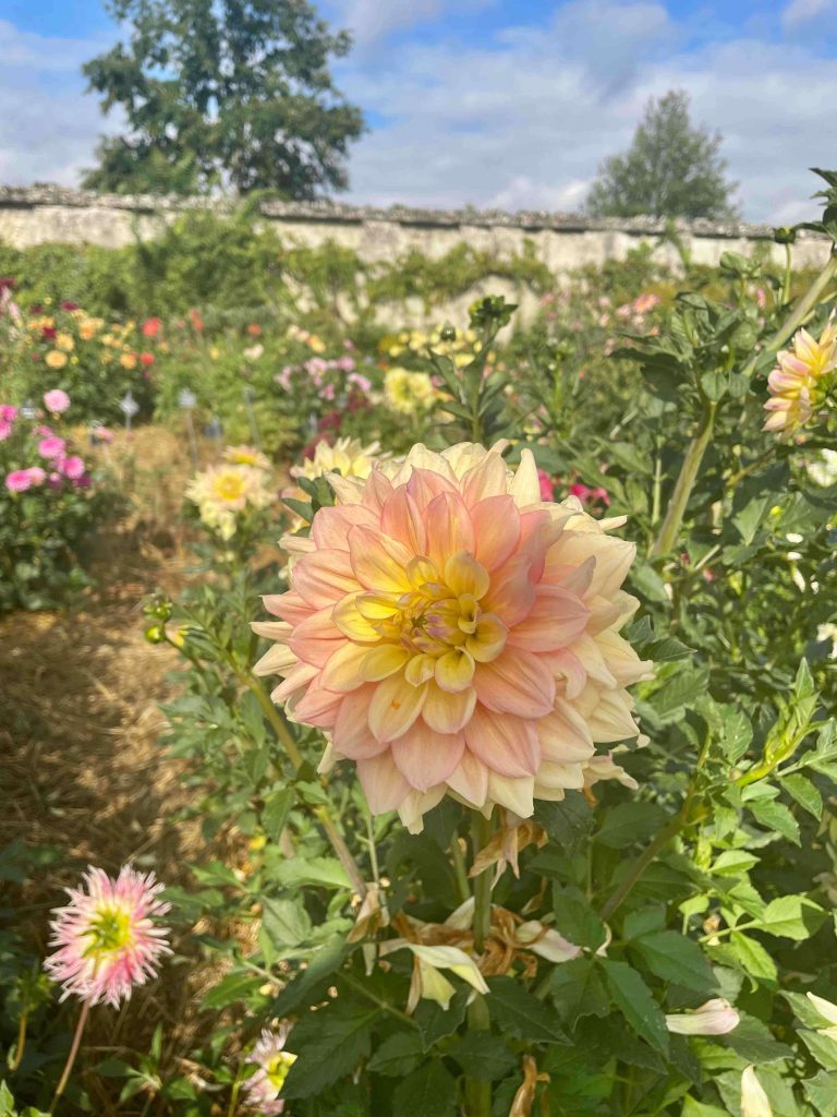 Le jardin Dahliacolor