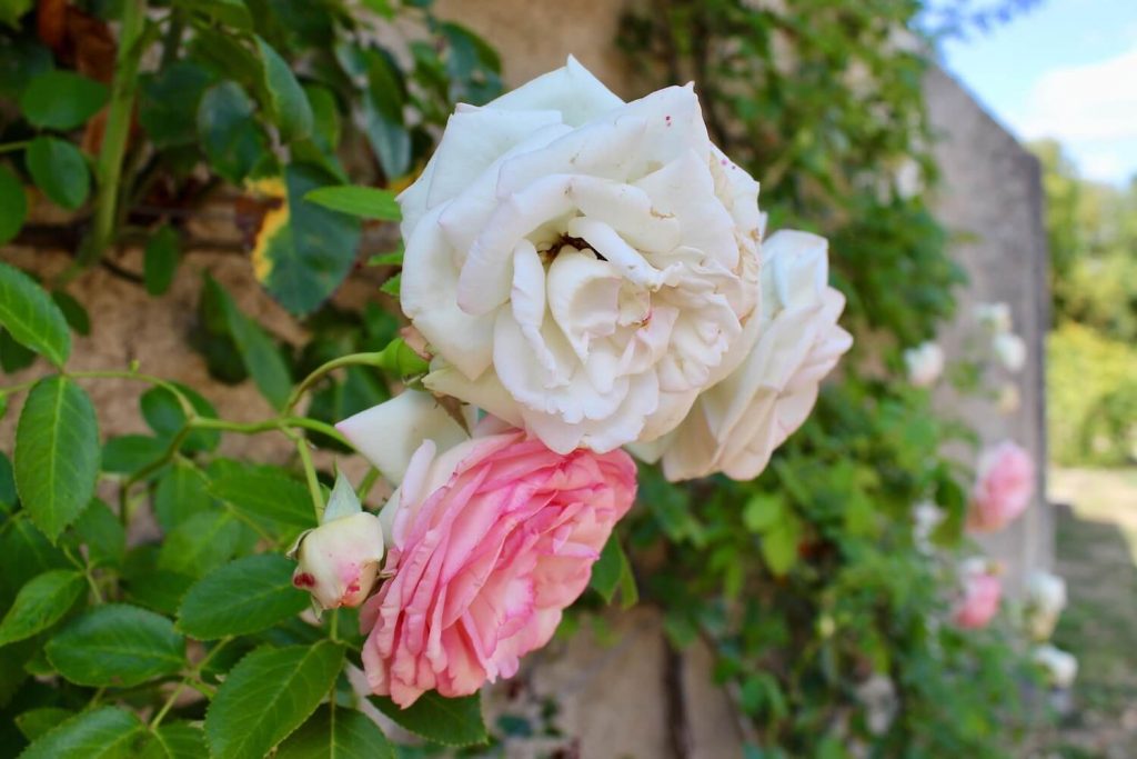 Les roses du château de Saché