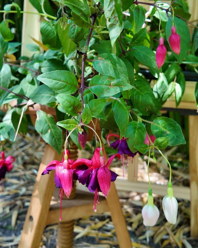 Zoom sur les fuchsias