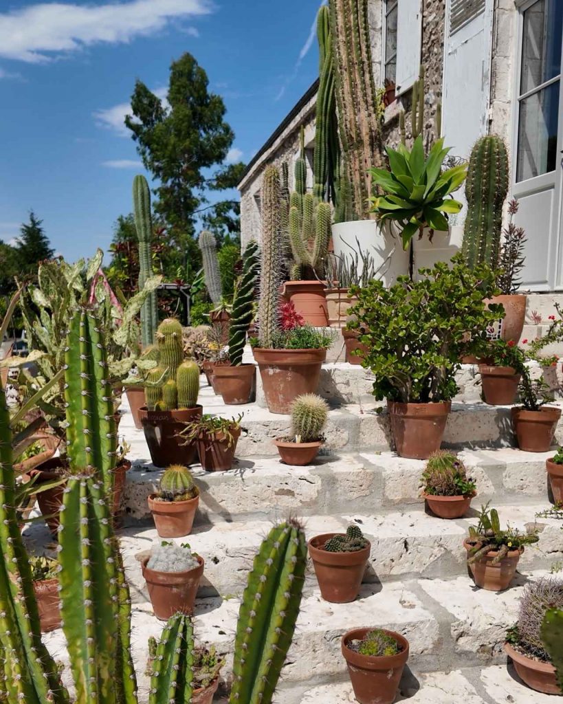 La collection de cactus