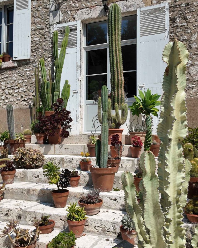 La collection de cactus