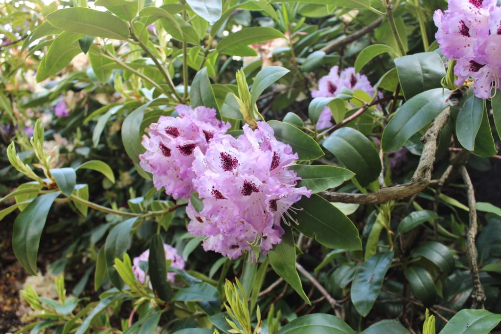 Jardins du château du Vullierens